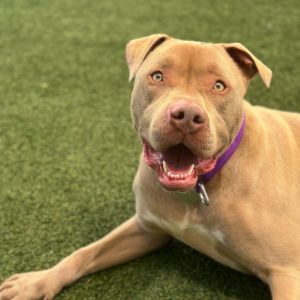 Razzle Pit Bull Terrier Dog