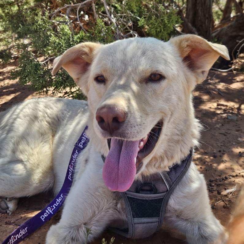 Butte, an adoptable Mixed Breed in Moab, UT, 84532 | Photo Image 1