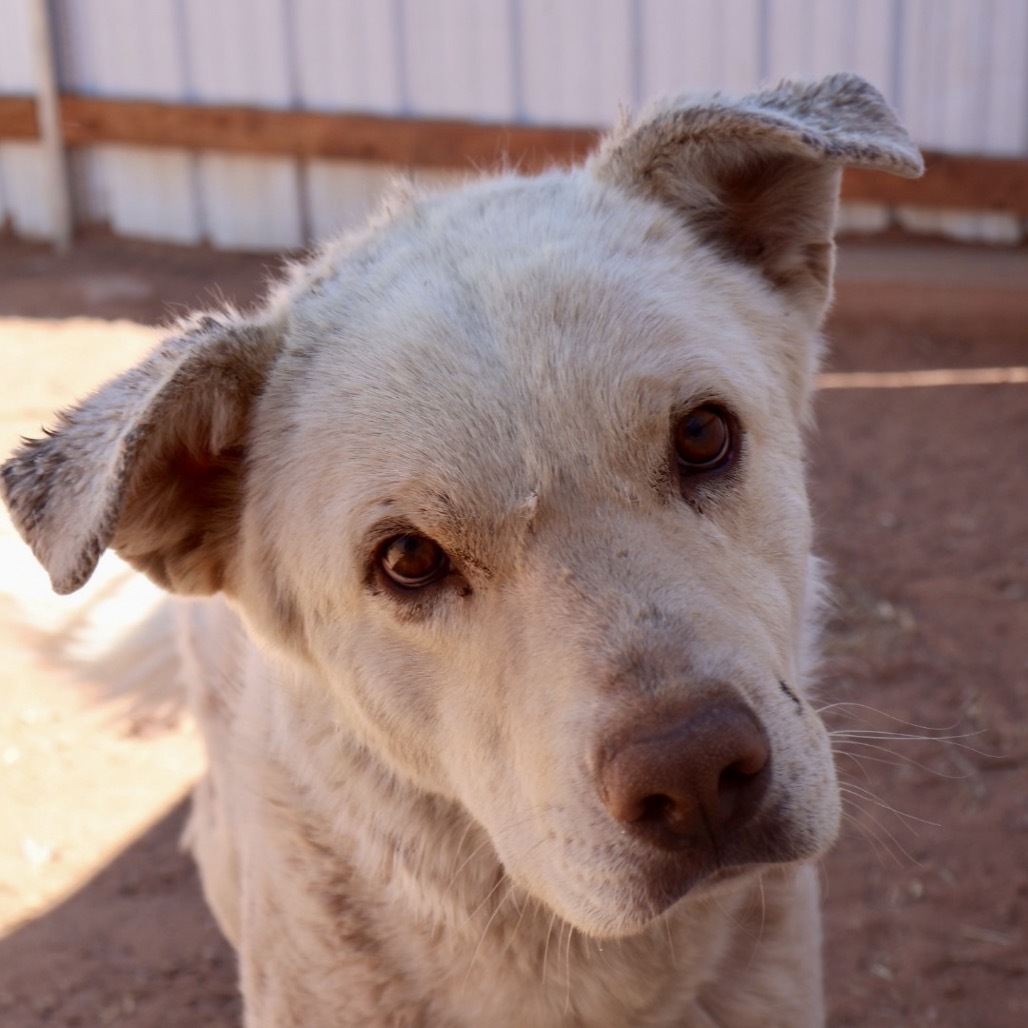 Butte, an adoptable Mixed Breed in Moab, UT, 84532 | Photo Image 2