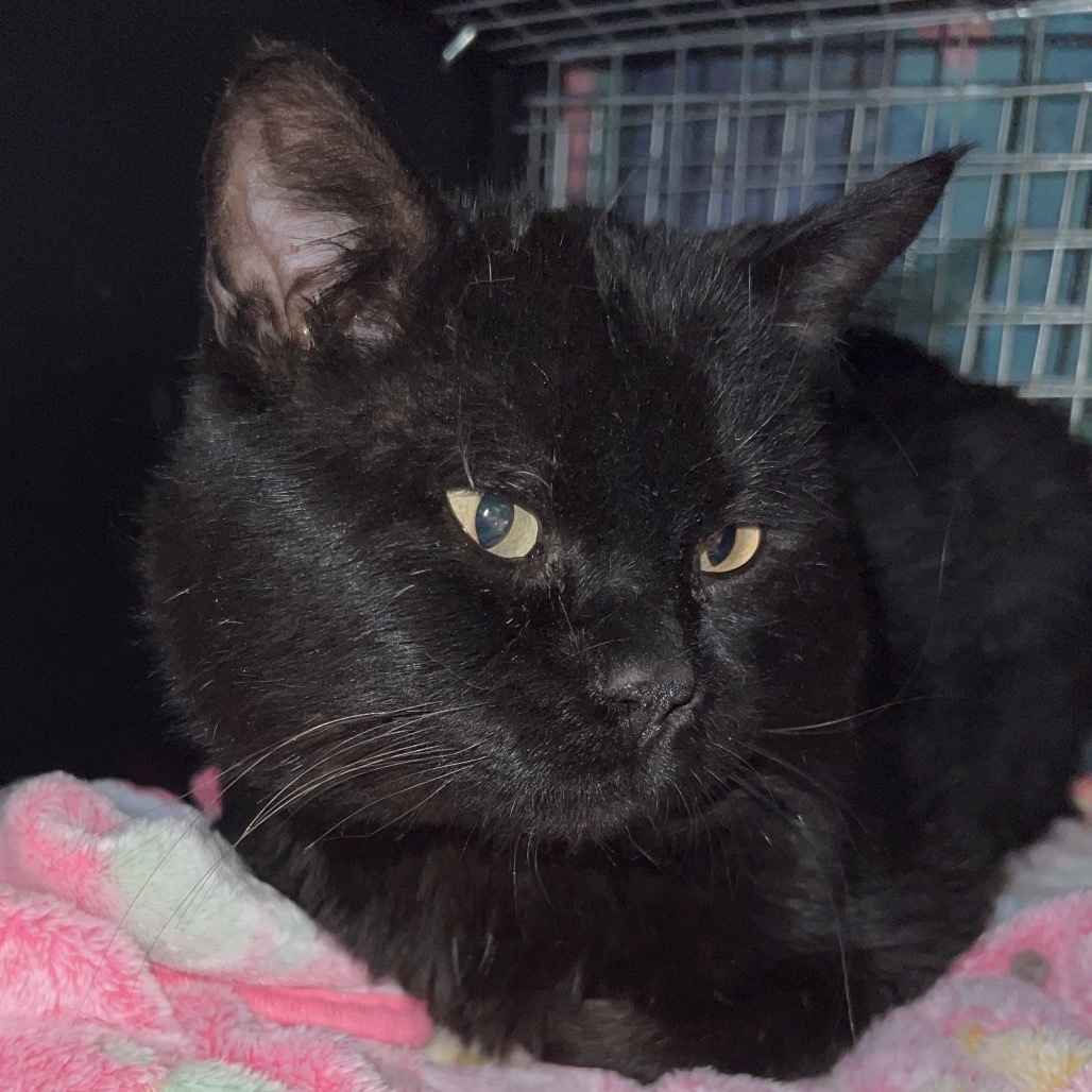 Snowball, an adoptable Domestic Short Hair in Bismarck, ND, 58507 | Photo Image 1