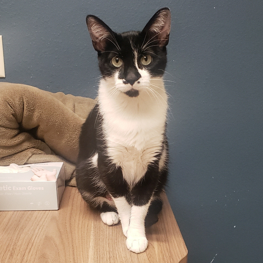 Widow, an adoptable Domestic Short Hair in Bismarck, ND, 58507 | Photo Image 1