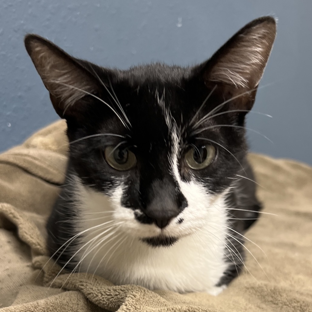 Widow, an adoptable Domestic Short Hair in Bismarck, ND, 58507 | Photo Image 2