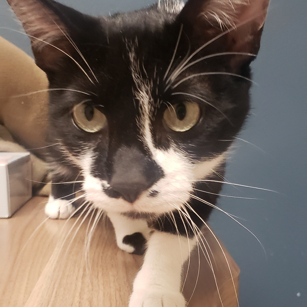 Widow, an adoptable Domestic Short Hair in Bismarck, ND, 58507 | Photo Image 3