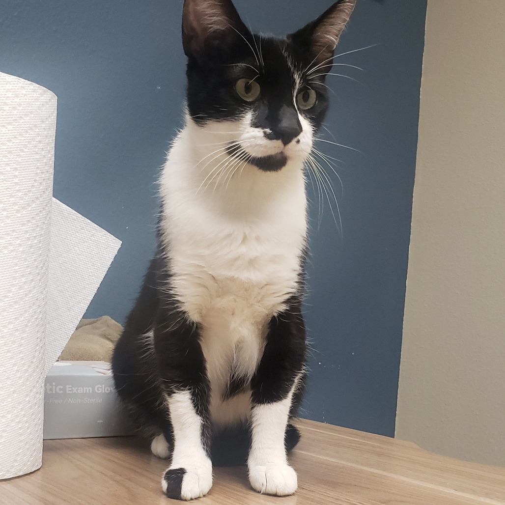 Widow, an adoptable Domestic Short Hair in Bismarck, ND, 58507 | Photo Image 4