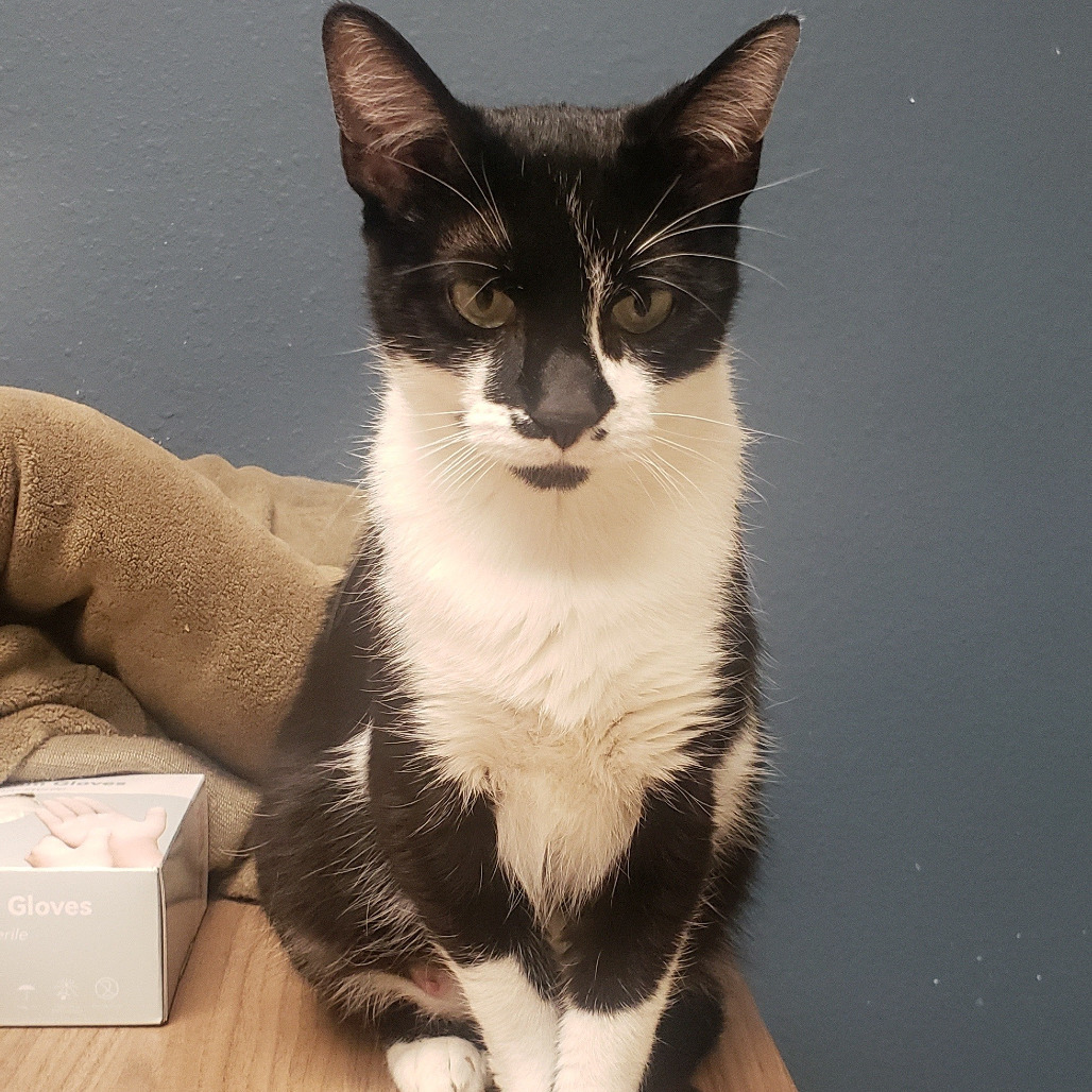 Widow, an adoptable Domestic Short Hair in Bismarck, ND, 58507 | Photo Image 5