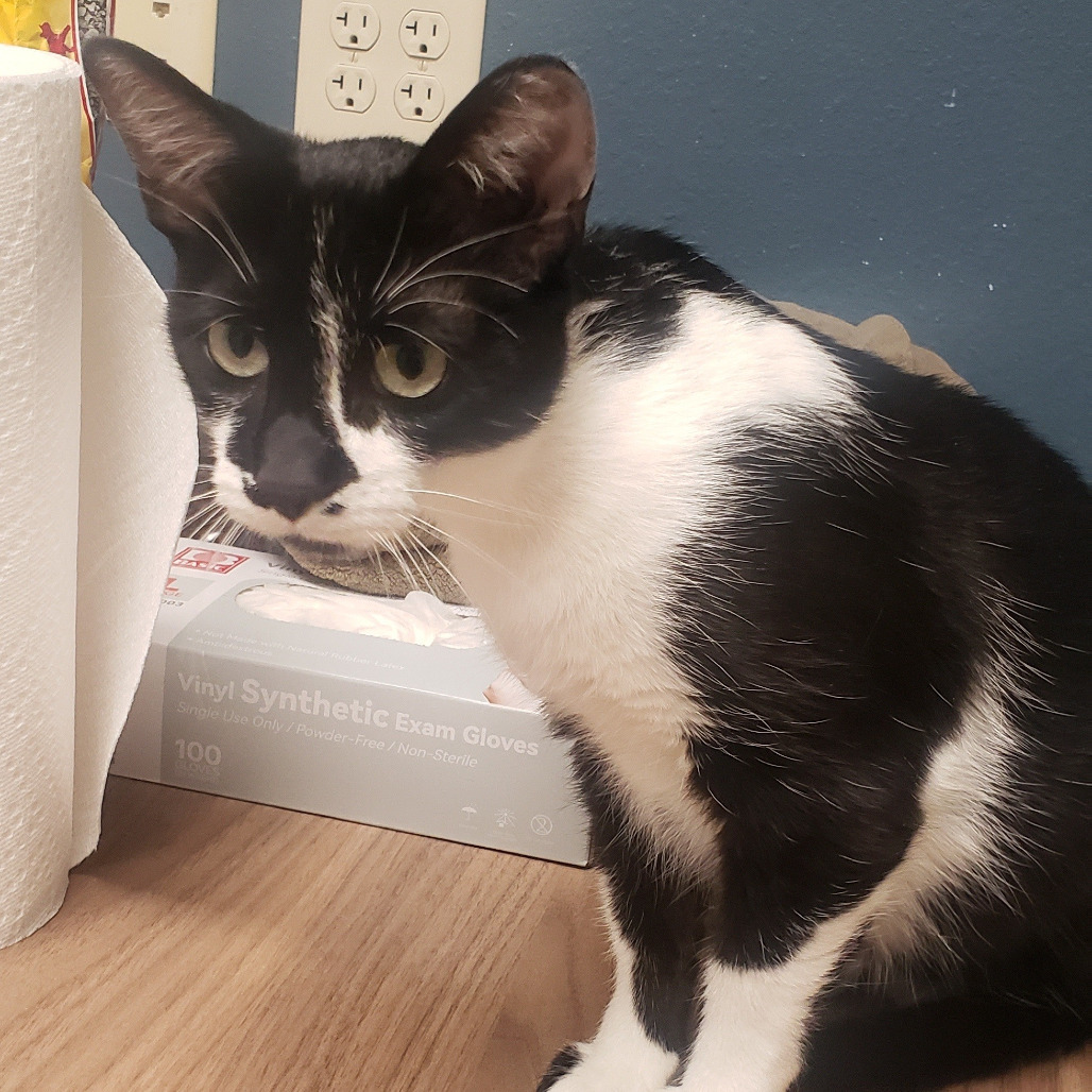 Widow, an adoptable Domestic Short Hair in Bismarck, ND, 58507 | Photo Image 6