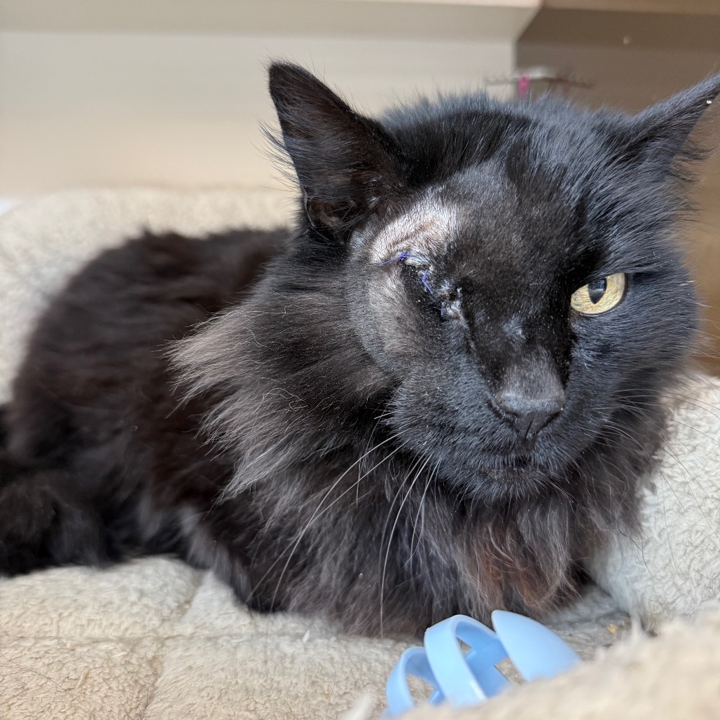 Beans, an adoptable Domestic Medium Hair in Park City, UT, 84098 | Photo Image 1