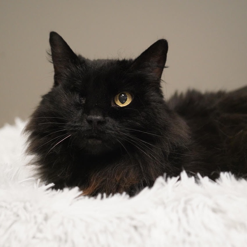 Beans, an adoptable Domestic Medium Hair in Park City, UT, 84098 | Photo Image 1