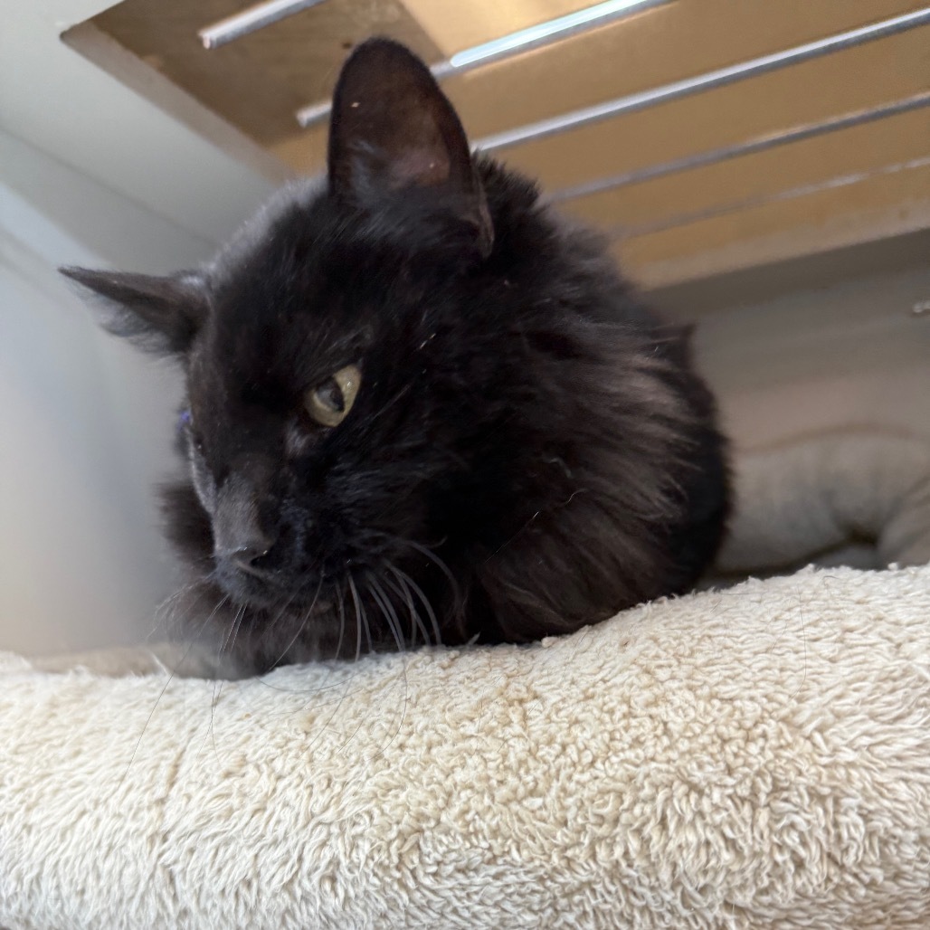 Beans, an adoptable Domestic Medium Hair in Park City, UT, 84098 | Photo Image 2