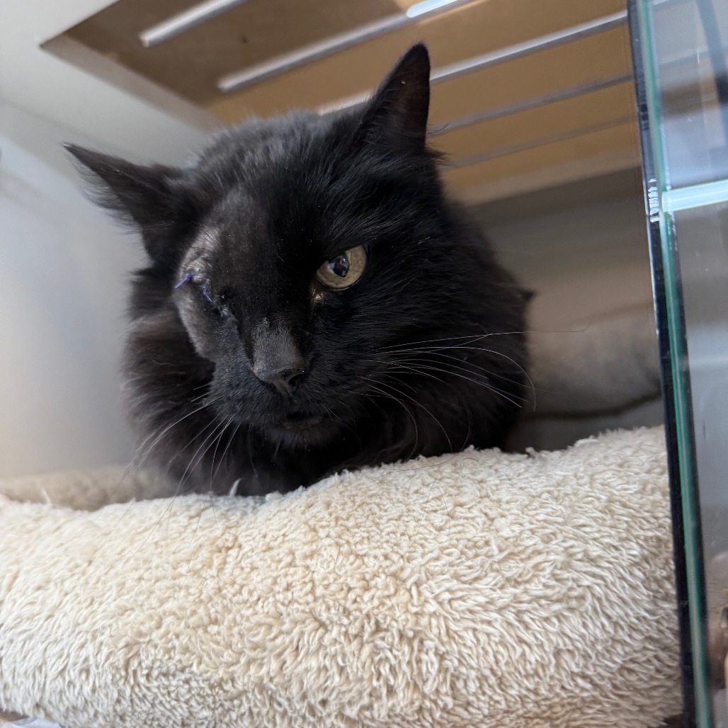 Beans, an adoptable Domestic Medium Hair in Park City, UT, 84098 | Photo Image 3