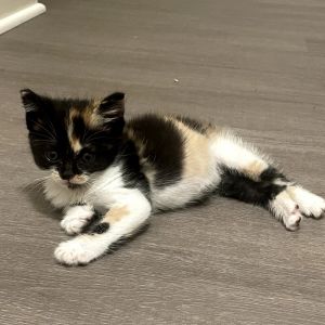 Meet Fresno - The Purrfect Blend of Playful and Sweet Fresno may be small but her personality is a