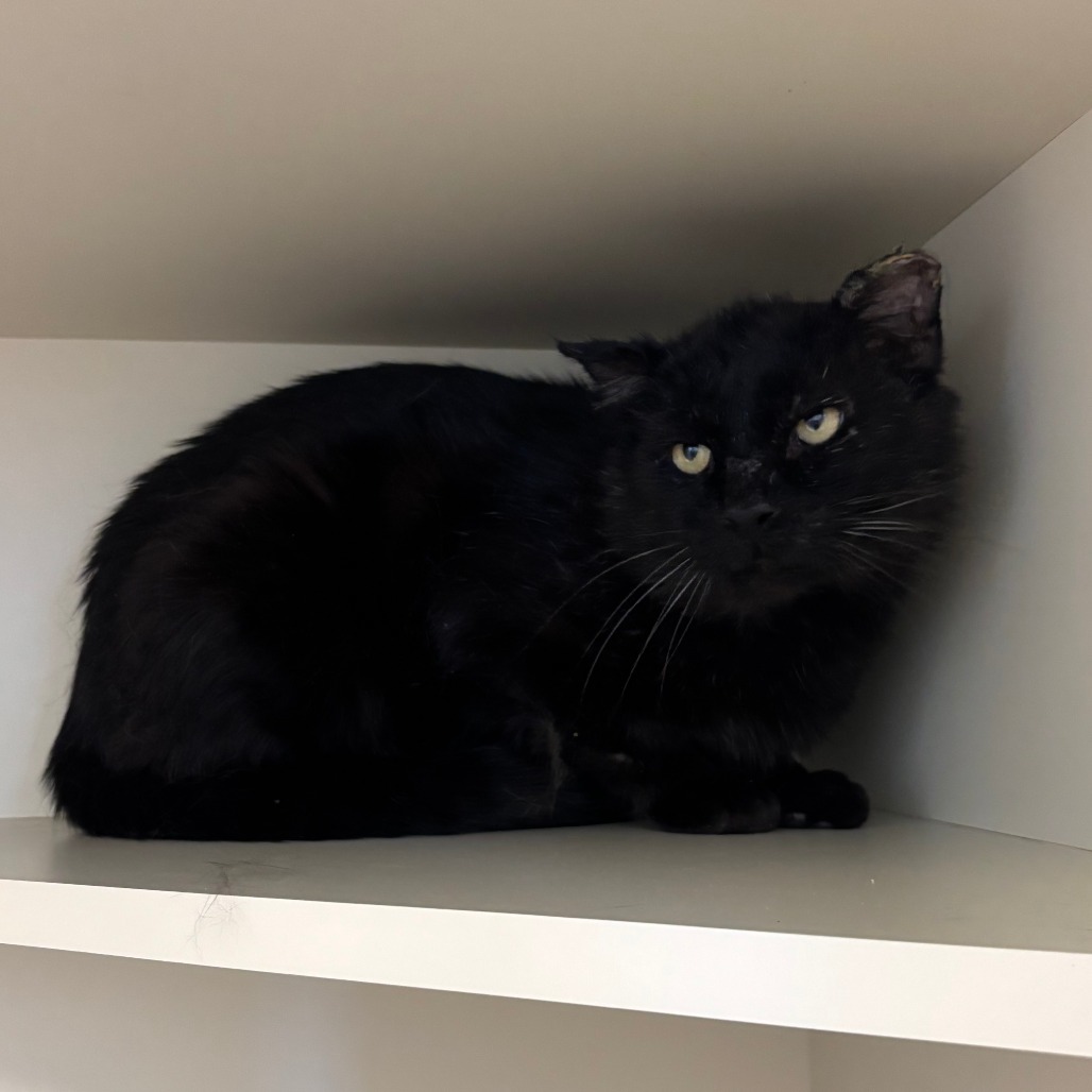 Onyx, an adoptable Domestic Medium Hair in Cody, WY, 82414 | Photo Image 1