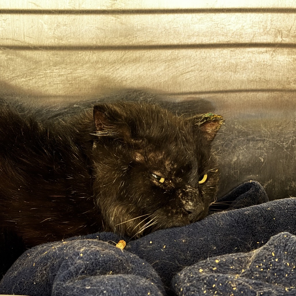 Onyx, an adoptable Domestic Medium Hair in Cody, WY, 82414 | Photo Image 2