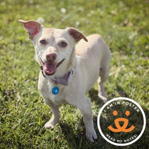 Aster is a small thoughtful pup whos been on a big journey After coming from a tough start hes 