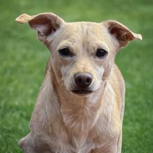 Aster is a small 2-year-old pup who after a tough start is learning to trust and enjoy life He l