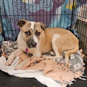 Meet Funnel Cake Funnel Cake is an absolute sweetie pie with a tender heart He can be shy around n