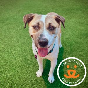 Funnel Cake is an 11-month-old sweetheart with a gentle nature who can be a bit unsure in new places