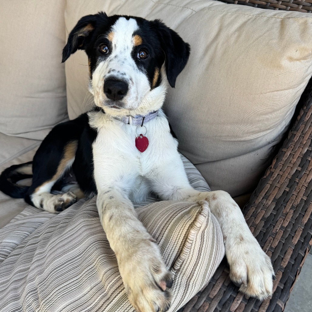 MONA, an adoptable Australian Cattle Dog / Blue Heeler, McNab in Point Richmond, CA, 94801 | Photo Image 1