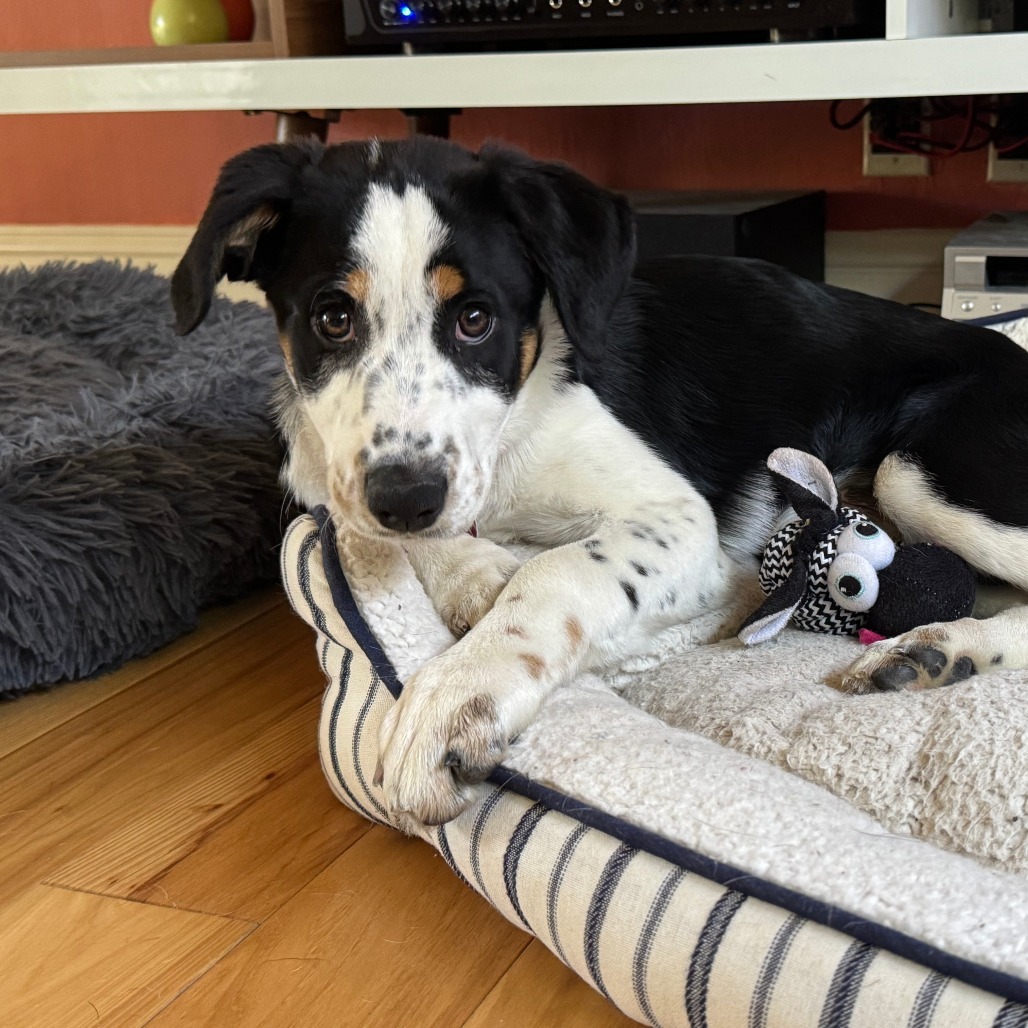 MONA, an adoptable Australian Cattle Dog / Blue Heeler, McNab in Point Richmond, CA, 94801 | Photo Image 2