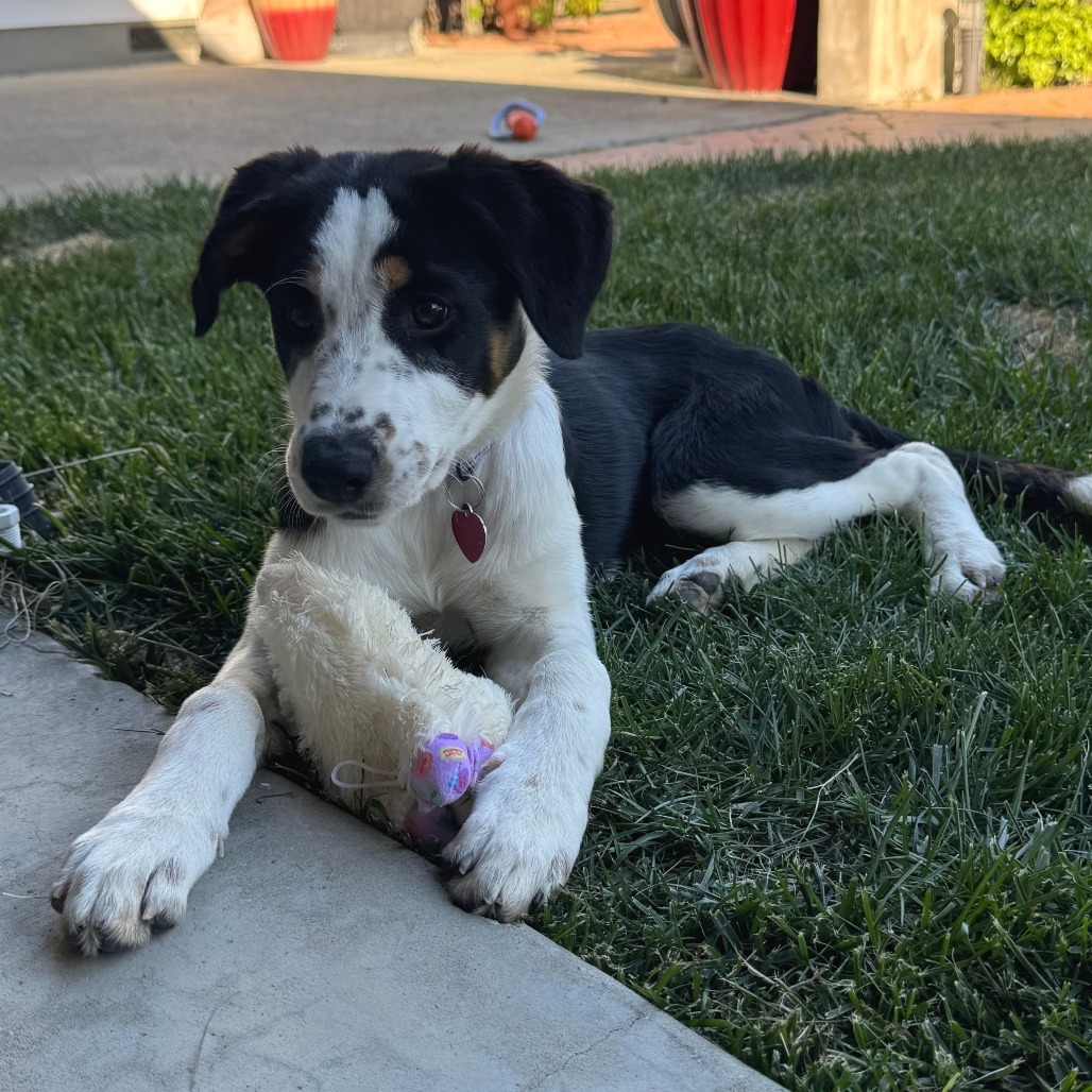 MONA, an adoptable Australian Cattle Dog / Blue Heeler, McNab in Point Richmond, CA, 94801 | Photo Image 3