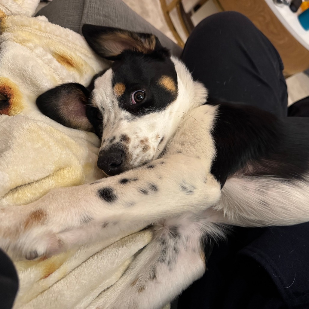 MONA, an adoptable Australian Cattle Dog / Blue Heeler, McNab in Point Richmond, CA, 94801 | Photo Image 4