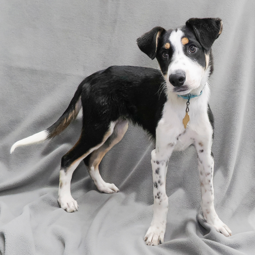 GREY, an adoptable McNab, Australian Cattle Dog / Blue Heeler in Point Richmond, CA, 94801 | Photo Image 1