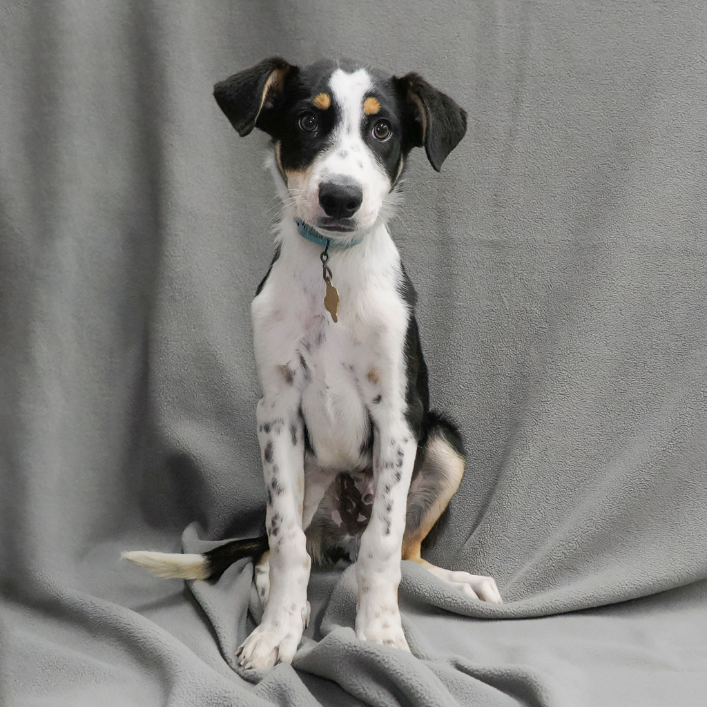 GREY, an adoptable McNab, Australian Cattle Dog / Blue Heeler in Point Richmond, CA, 94801 | Photo Image 1