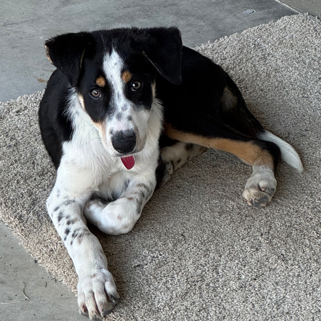 GREY, an adoptable McNab, Australian Cattle Dog / Blue Heeler in Point Richmond, CA, 94801 | Photo Image 3