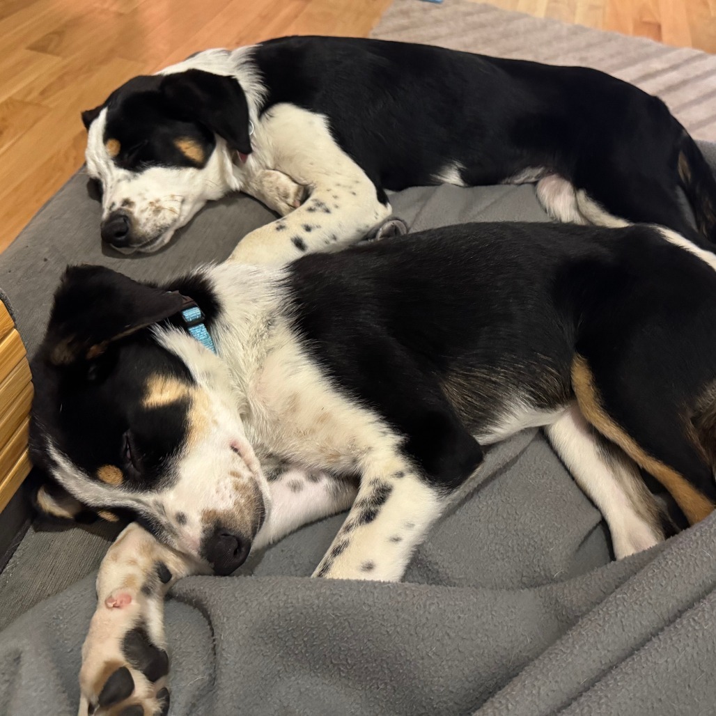 GREY, an adoptable McNab, Australian Cattle Dog / Blue Heeler in Point Richmond, CA, 94801 | Photo Image 4