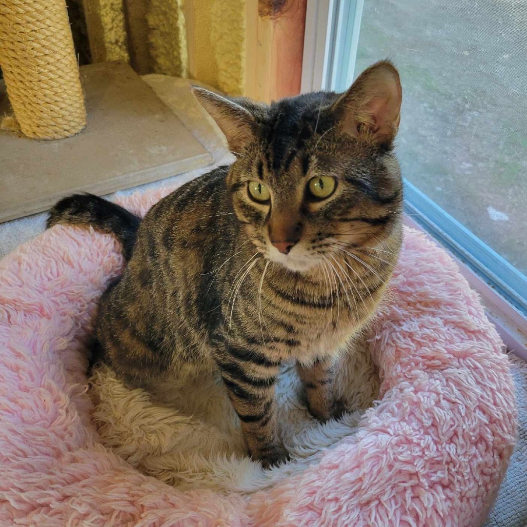 Mowgli