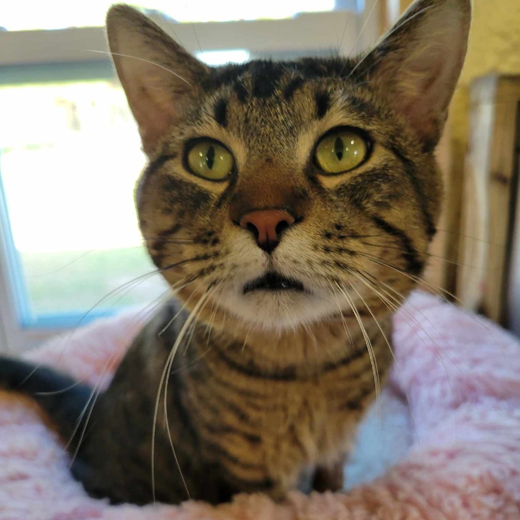 Mowgli