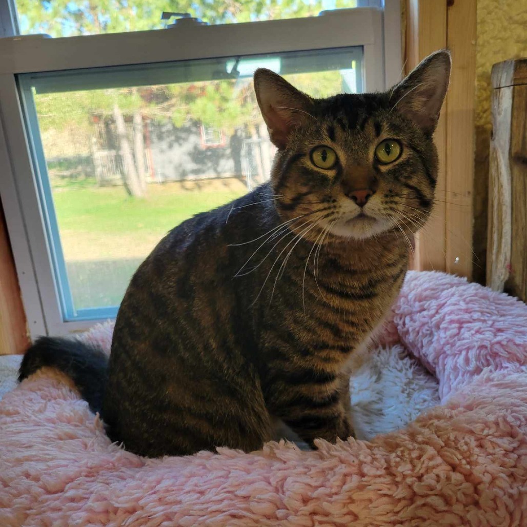Mowgli