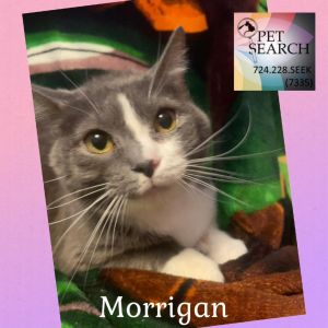 Morrigan, Young Female Domestic Short Hair