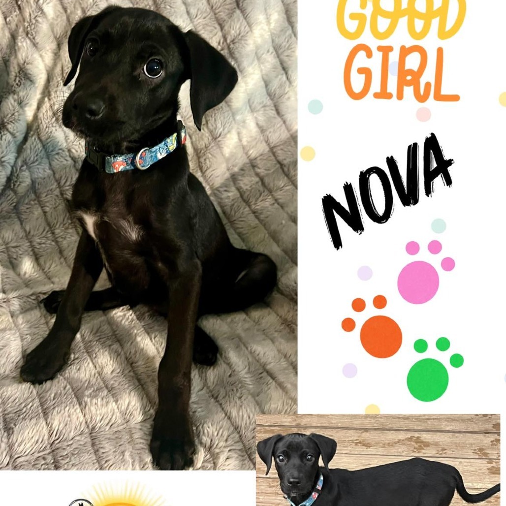 Nova