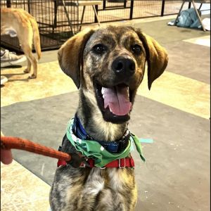 Atticus, Young Male Plott Hound