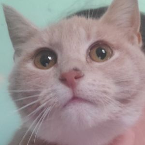 Ripley, Young Female Domestic Short Hair