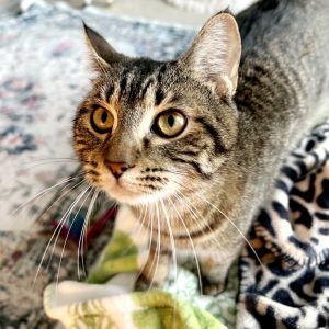 Poppy and Pippa Your Dream Cat Duo Awaits Imagine coming home to two loving playful cats who inst