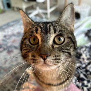 Pippa and Poppy Your Dream Cat Duo Awaits Imagine coming home to two loving playful cats who inst