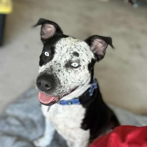 Freckles, Adult Female Australian Cattle Dog / Blue Heeler