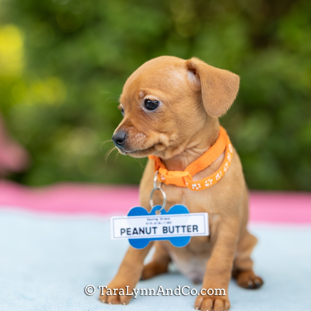 Peanut Butter