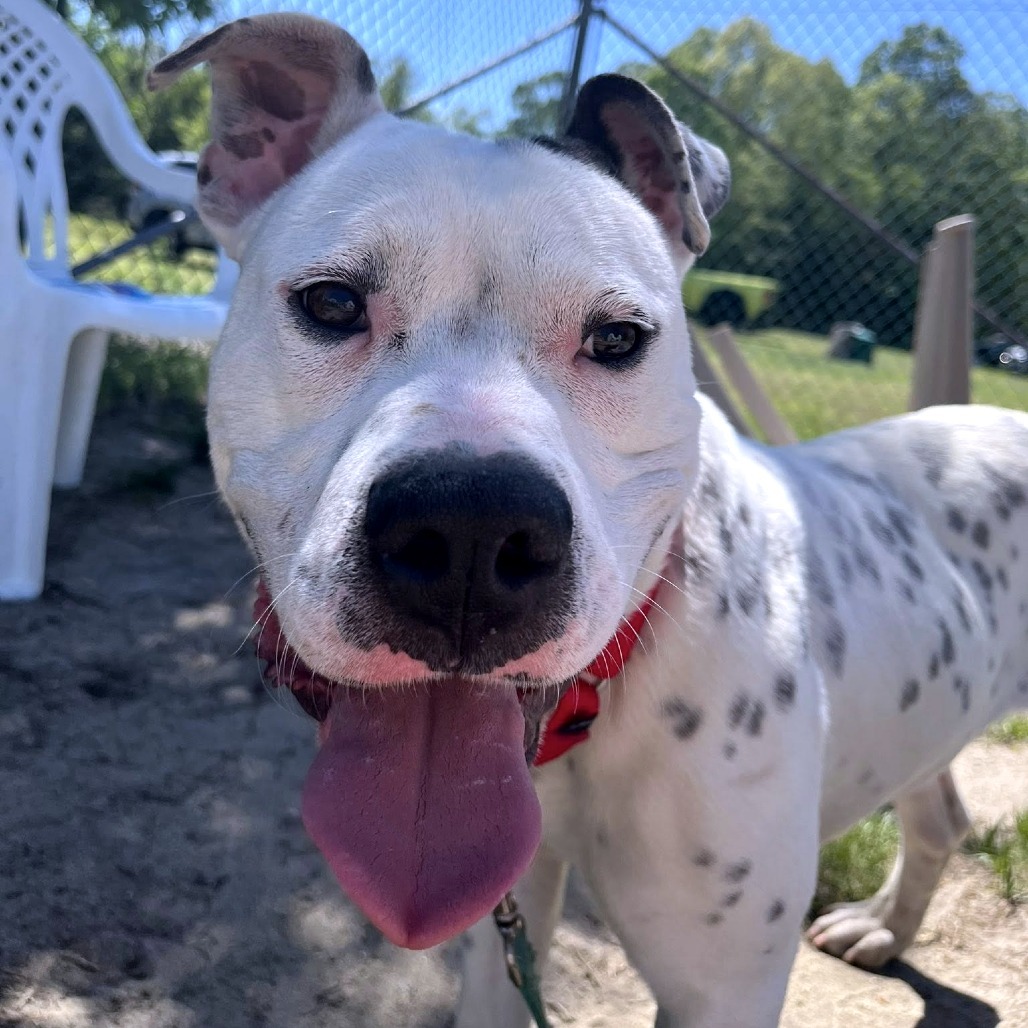 Banjo