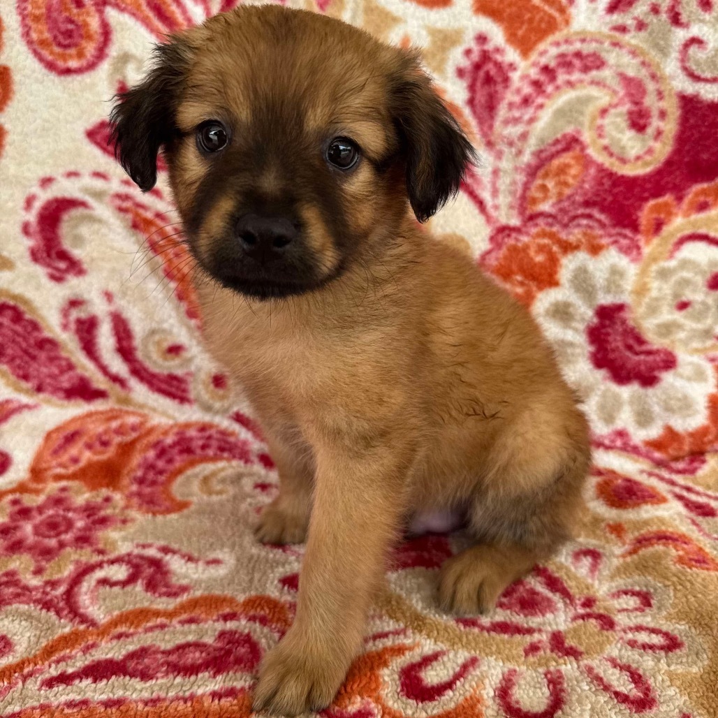 Doc, an adoptable Mixed Breed, Spitz in Jackson, MO, 63755 | Photo Image 1