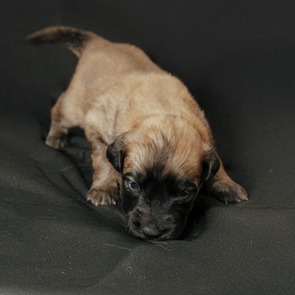 Doc, an adoptable Mixed Breed, Spitz in Jackson, MO, 63755 | Photo Image 2