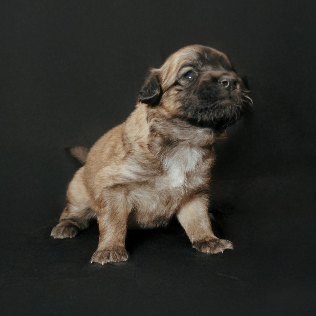 Doc, an adoptable Mixed Breed, Spitz in Jackson, MO, 63755 | Photo Image 3