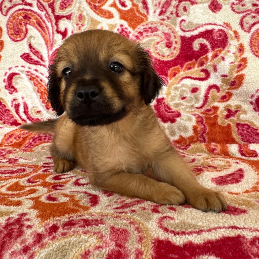 Doc, an adoptable Mixed Breed, Spitz in Jackson, MO, 63755 | Photo Image 4