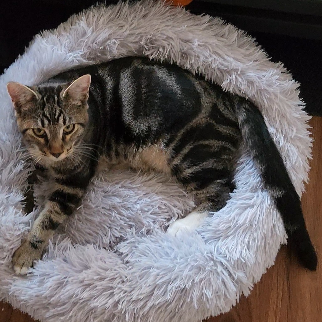 Loki