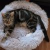 Loki photo 1