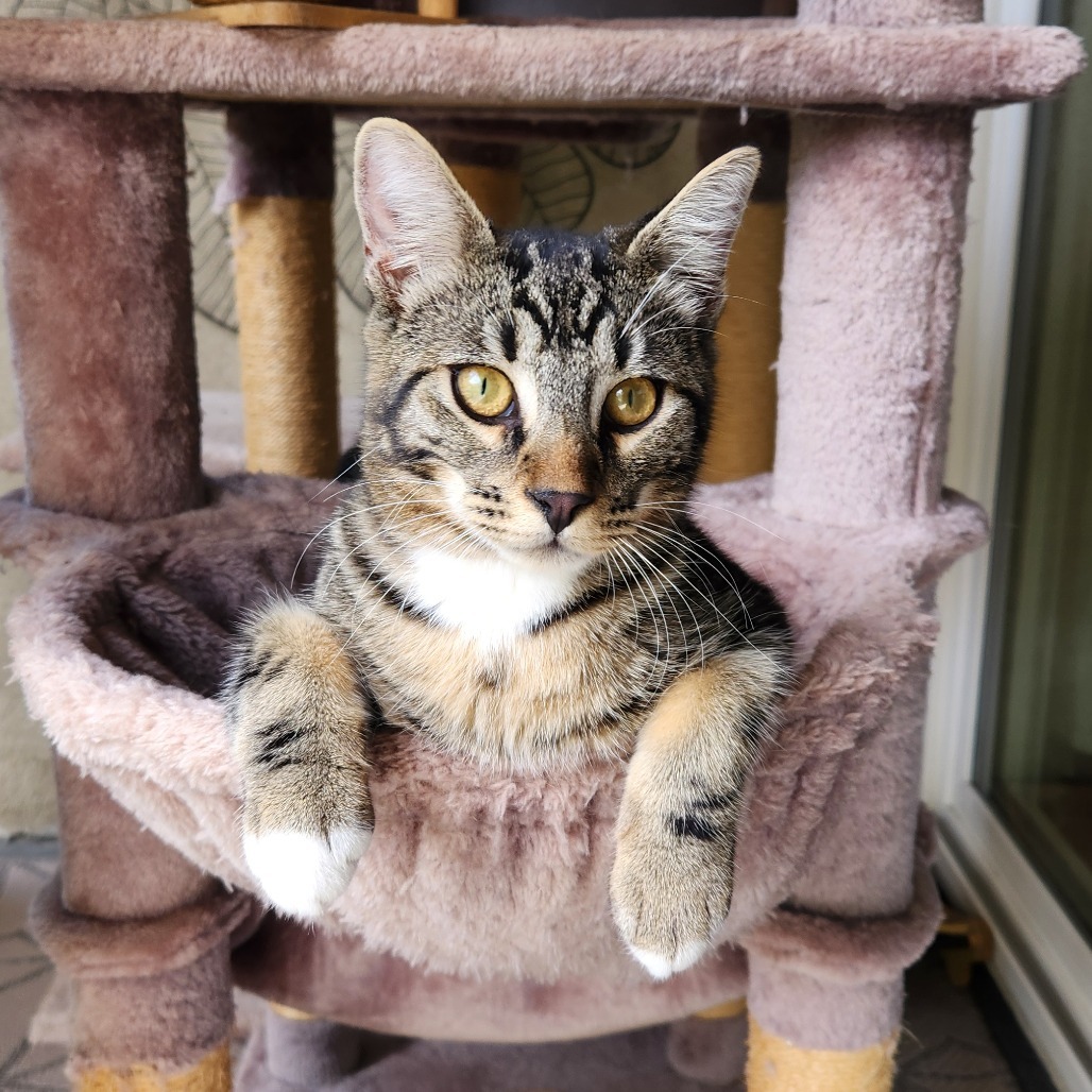 Loki