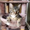 Loki photo 2