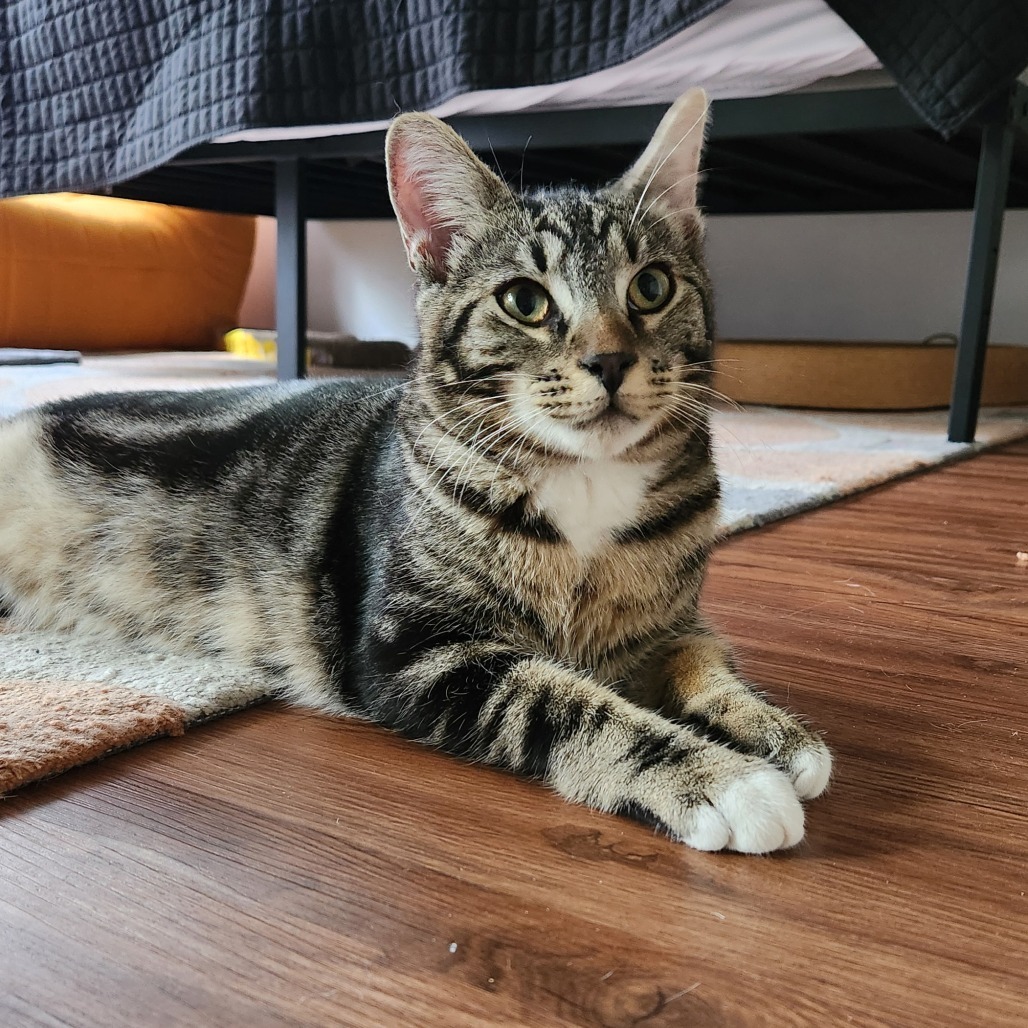 Loki